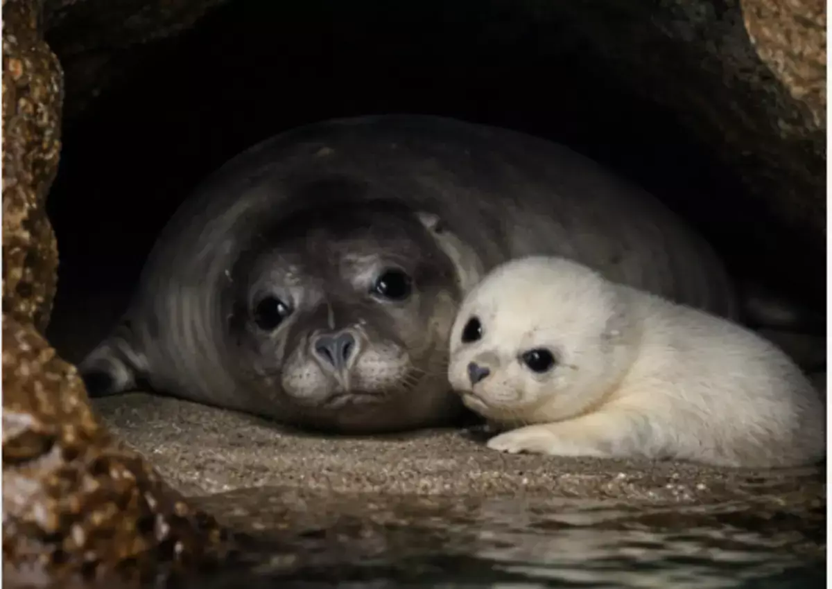 Туристы загнали редких тюленей в пещеры - новости на Lada.kz 22.12.2025