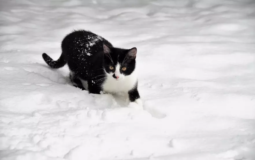 Снег ожидается во вторник в Астане, в Алматы и Шымкенте без осадков