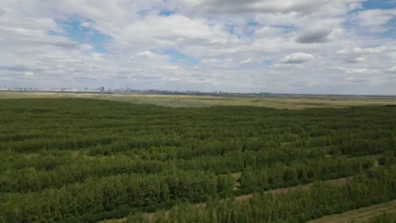 В Казахстане растет площадь лесов