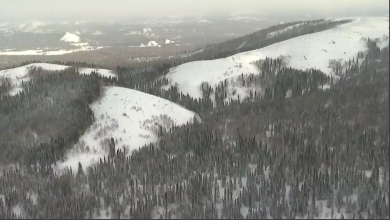 ШҚО-да 76 млн көшет егіледі