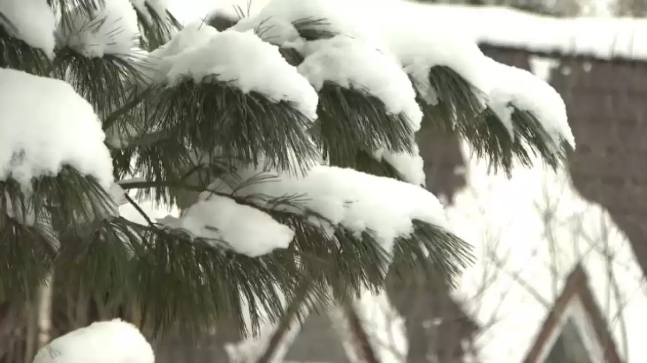 В ВКО высадят 76 млн сеянцев хвойных и лиственных пород