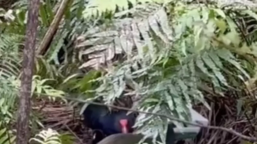 “Всего около 500 в мире“: редкий птенец родился в заповеднике