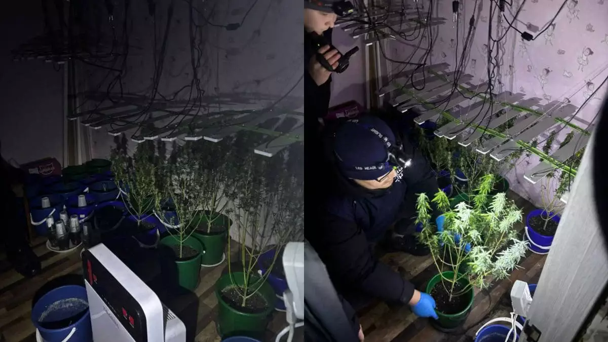 Конопля на светодиодах: житель Уральска оборудовал квартиру под нарколабораторию