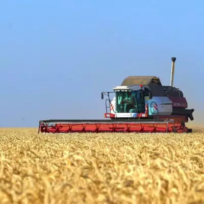 Костанайская область увеличивает объёмы переработки зерна и запускает новые экспортные мощности