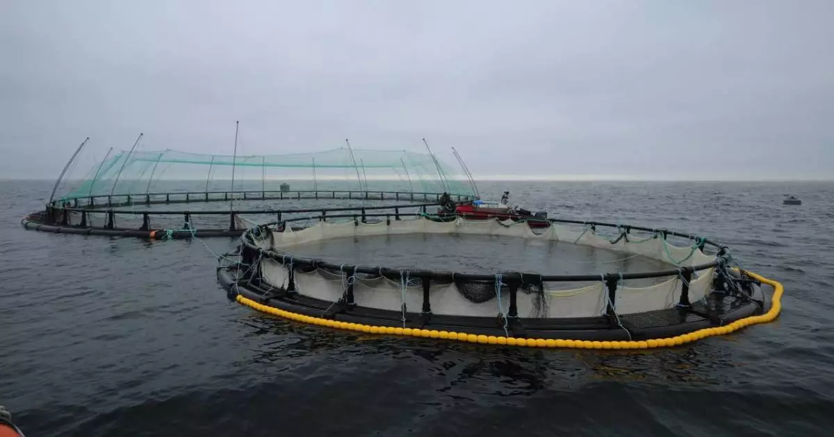  Маңғыстауда албырт тұқымдас балық алғаш рет тор қоршамада өсіріліп жатыр 