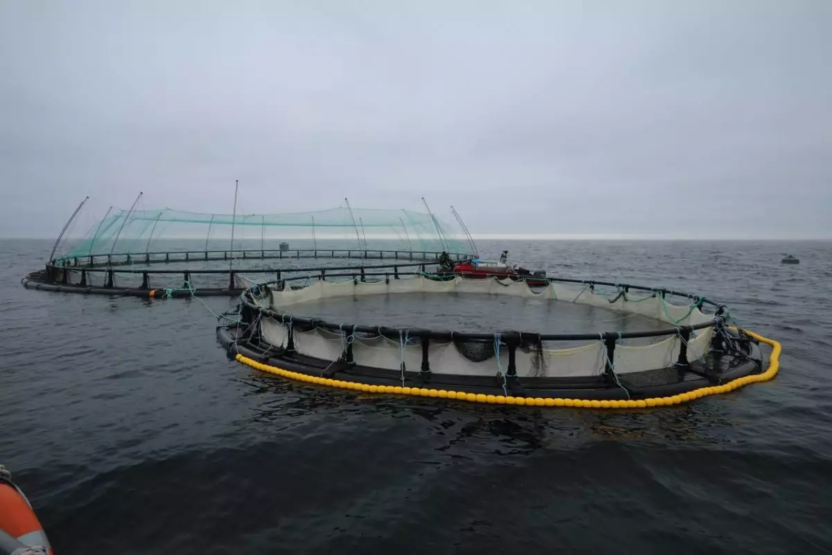 В Мангистауской области реализуется первый в Центральной Азии морской аквакультурный проект