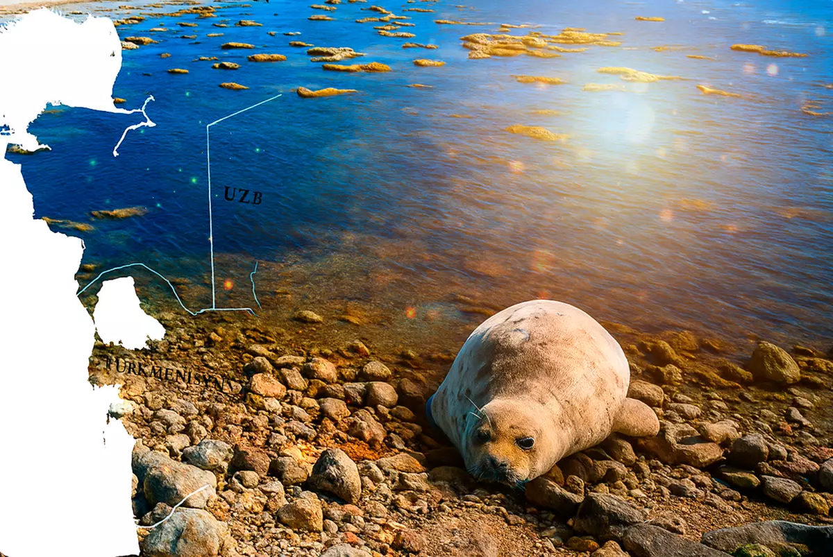 Массовая гибель каспийских тюленей в Мангистау продолжается