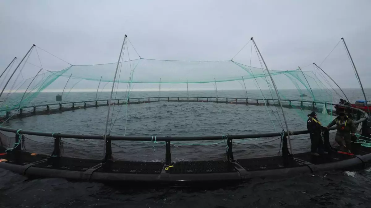Маңғыстауда Орталық Азиядағы алғашқы теңіз аквашаруашылық жобасы іске асуда