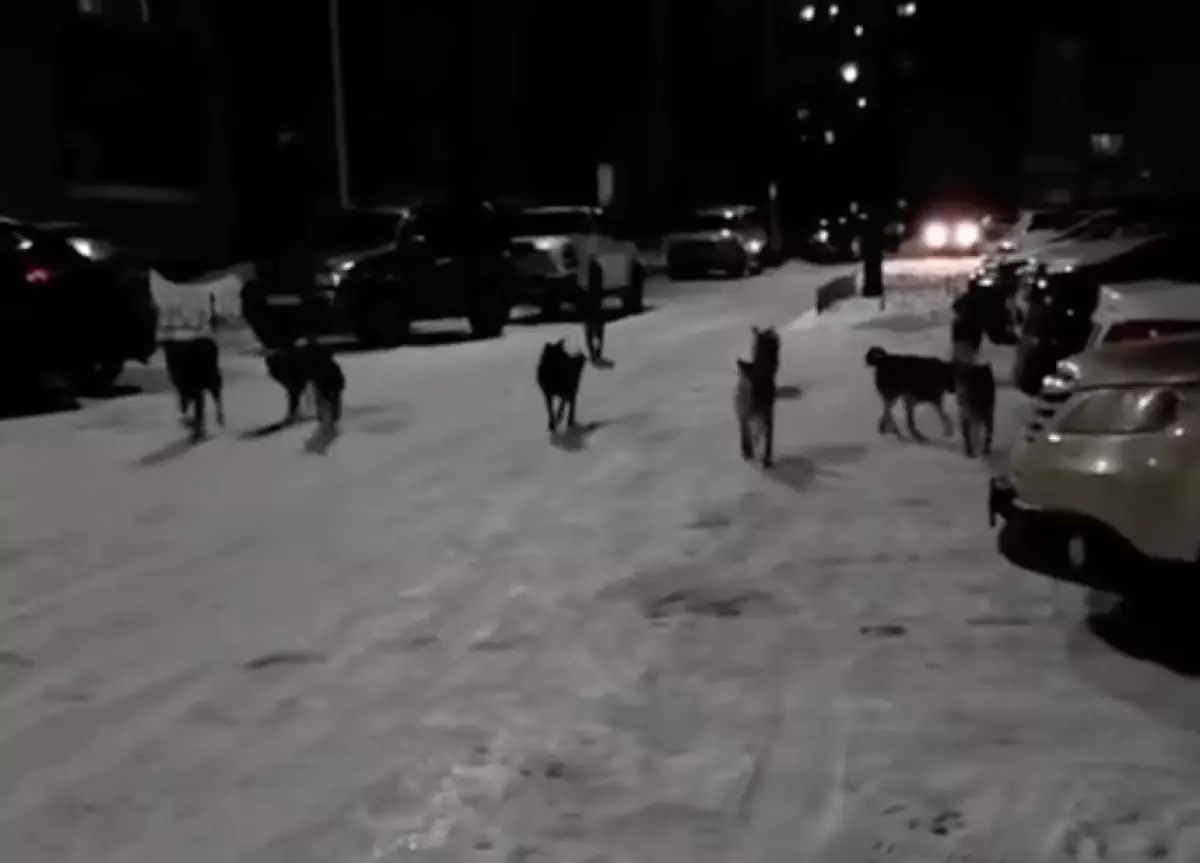 Өскеменде қаңғыбас иттер қаптап кеткен