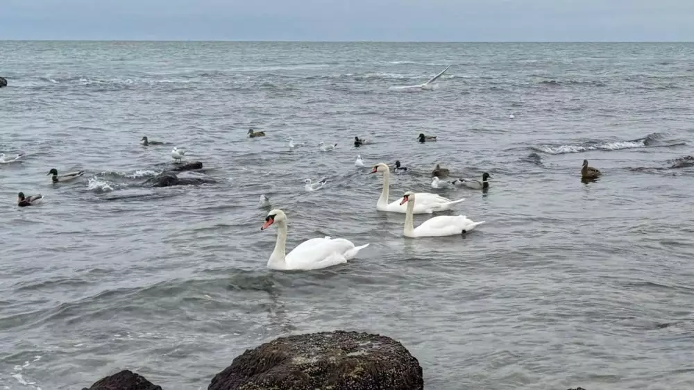 “Лебеди в декабре“: неожиданное видео на берегу Каспия удивило казахстанцев