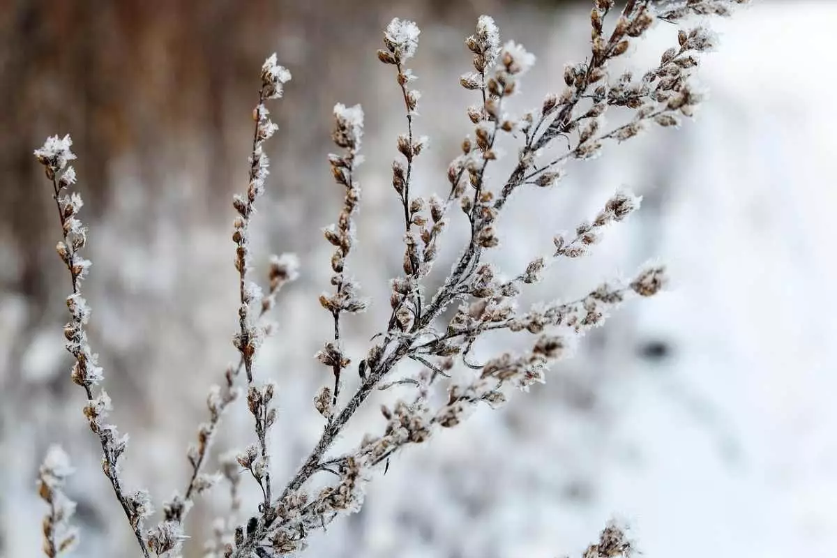 Как изменится погода в Шымкенте