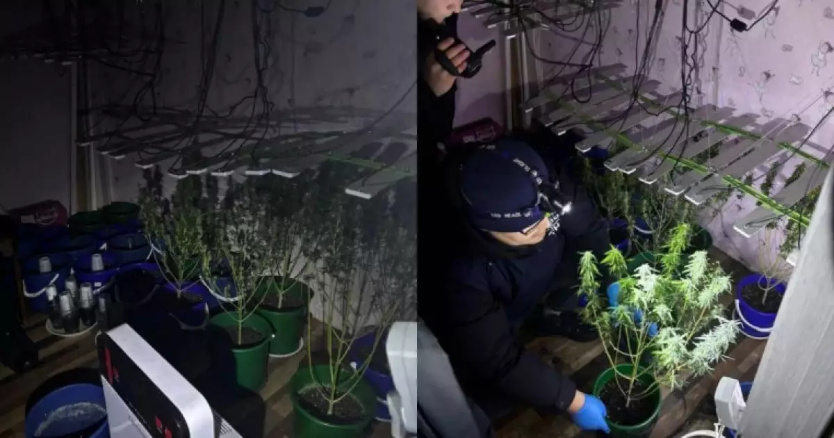   «Өсімдіктін тұқымын интернеттен сатып алған»: Оралда пәтердегі есірткі зертханасы жойылды   