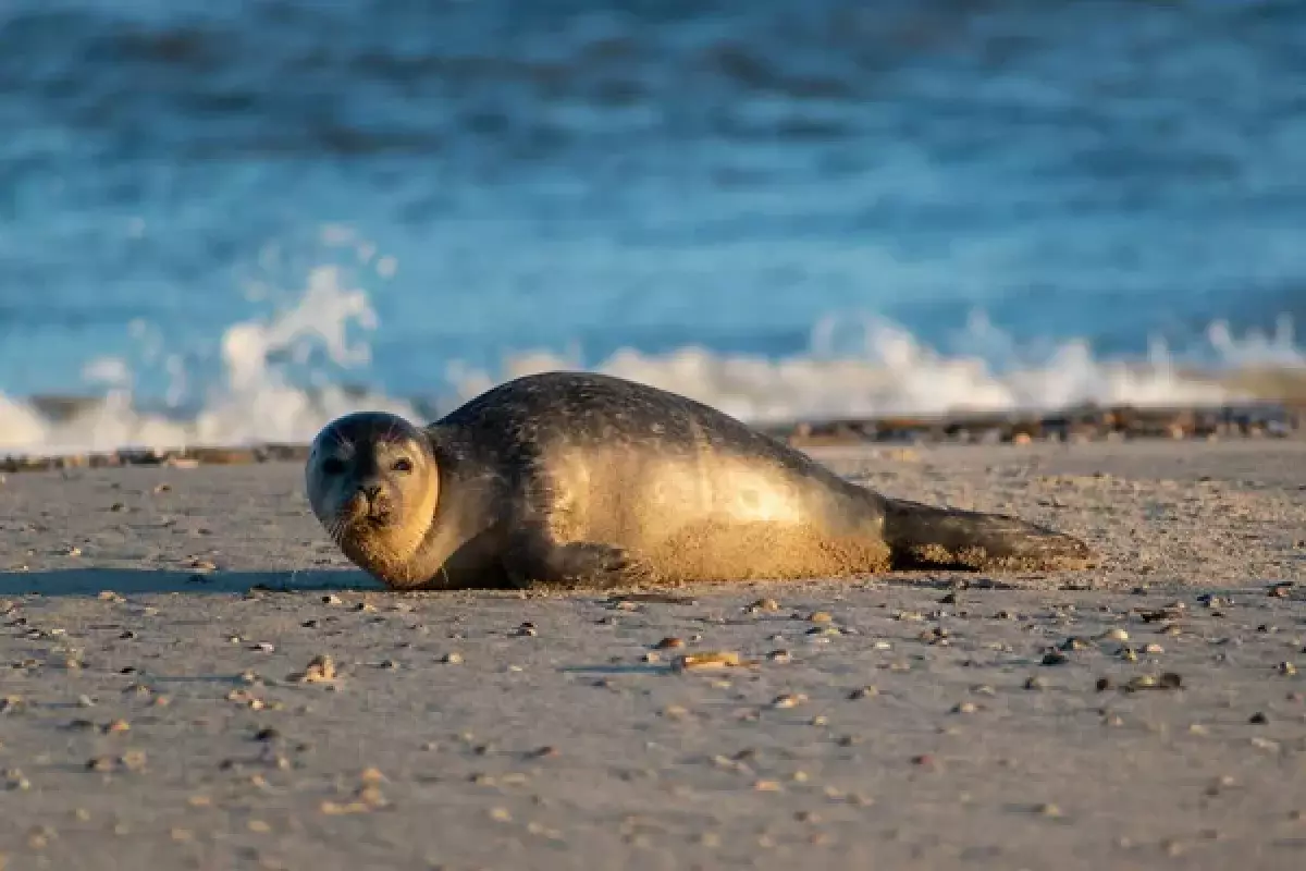 Гибель каспийских тюленей побудила власти Мангистау создать специальный институт