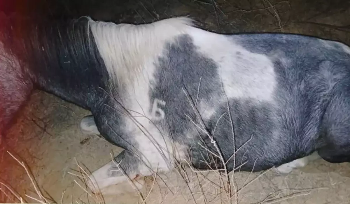 Биыл Қазақстанда жарты мыңнан астам адам мал ұрлығына қатысты қолға түскен (ВИДЕО)