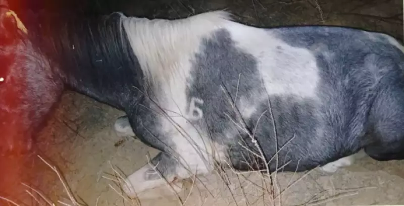 Более 530 скотокрадов задержали в Казахстане в 2025 году