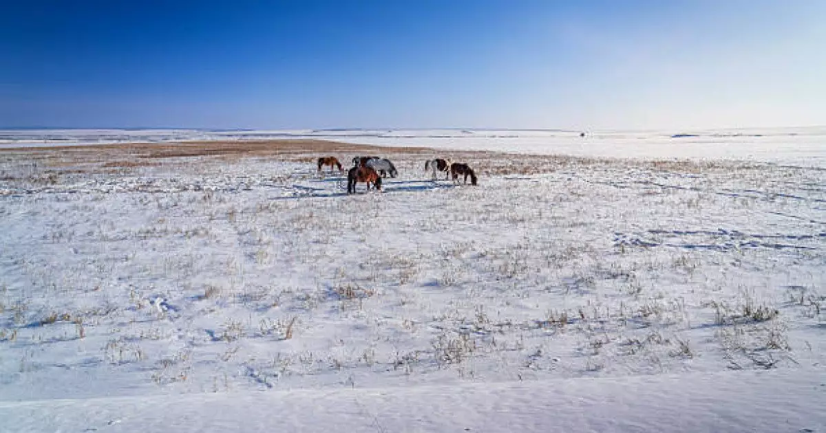 Поехал за скотом и не вернулся: в степи под Карагандой нашли тело 72-летнего мужчины