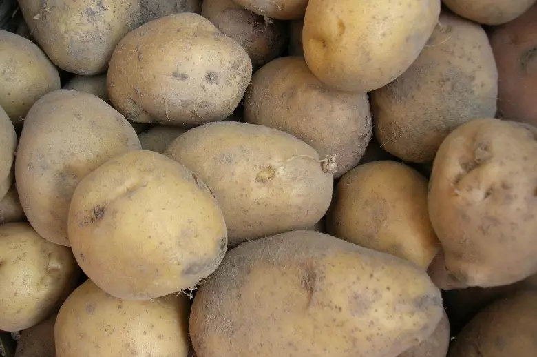 Урожай картофеля и хлопчатника в Казахстане стал рекордным за 18 лет