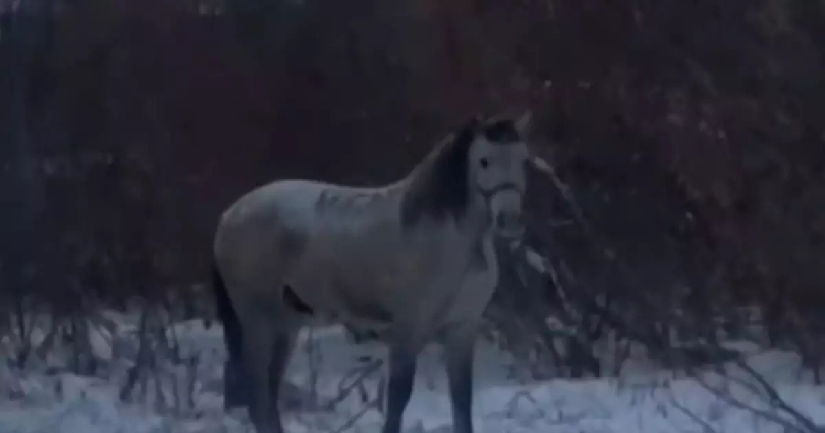   Қостанайда құны 2 миллион теңге болатын асылтұқымды жылқыны ұрлап кеткен   