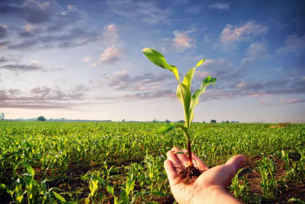 Казахстан завершил 2025 год с рекордными показателями в растениеводстве