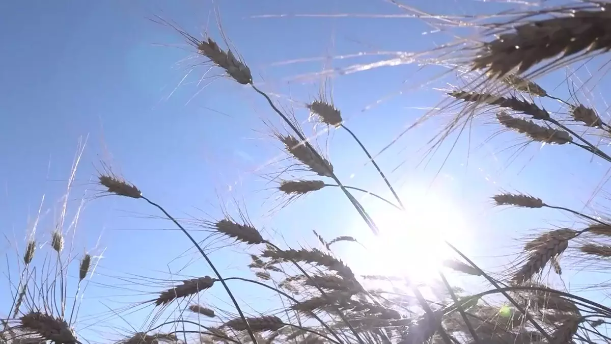 Елімізде ауыл шаруашылығы өнімдерінің жалпы көлемі 6,1%-ға артты