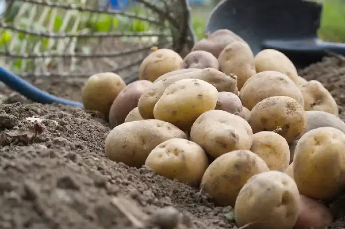 Аграрный рекорд: Казахстан собрал максимальный за 18 лет урожай картофеля