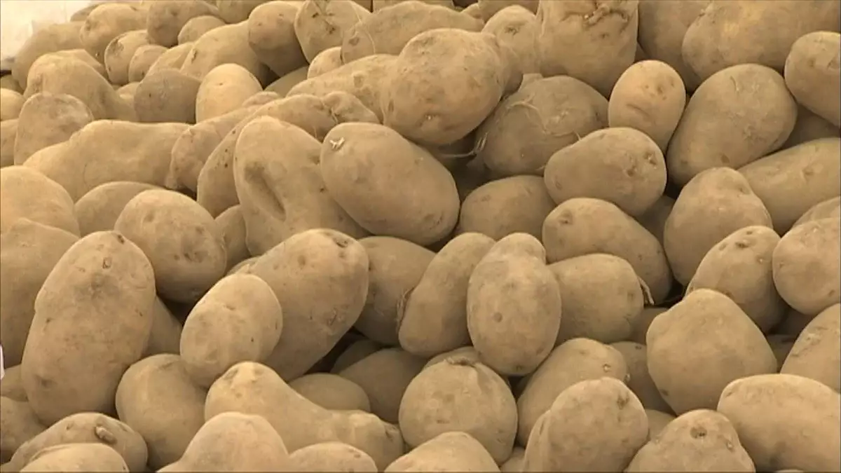 Әртараптандыру нәтижесі: Қазақстанда 2,9 млн тонна картоп жиналды