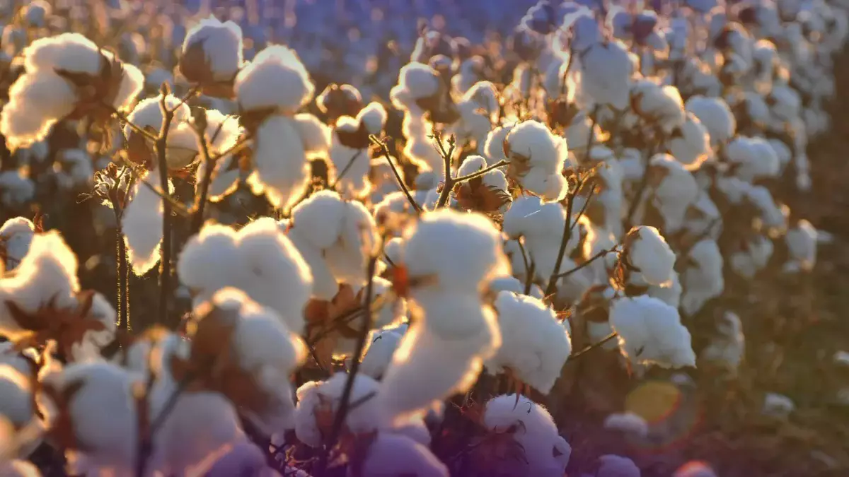 Елімізде алғаш рет рекордтық мақта өнімі жиналды