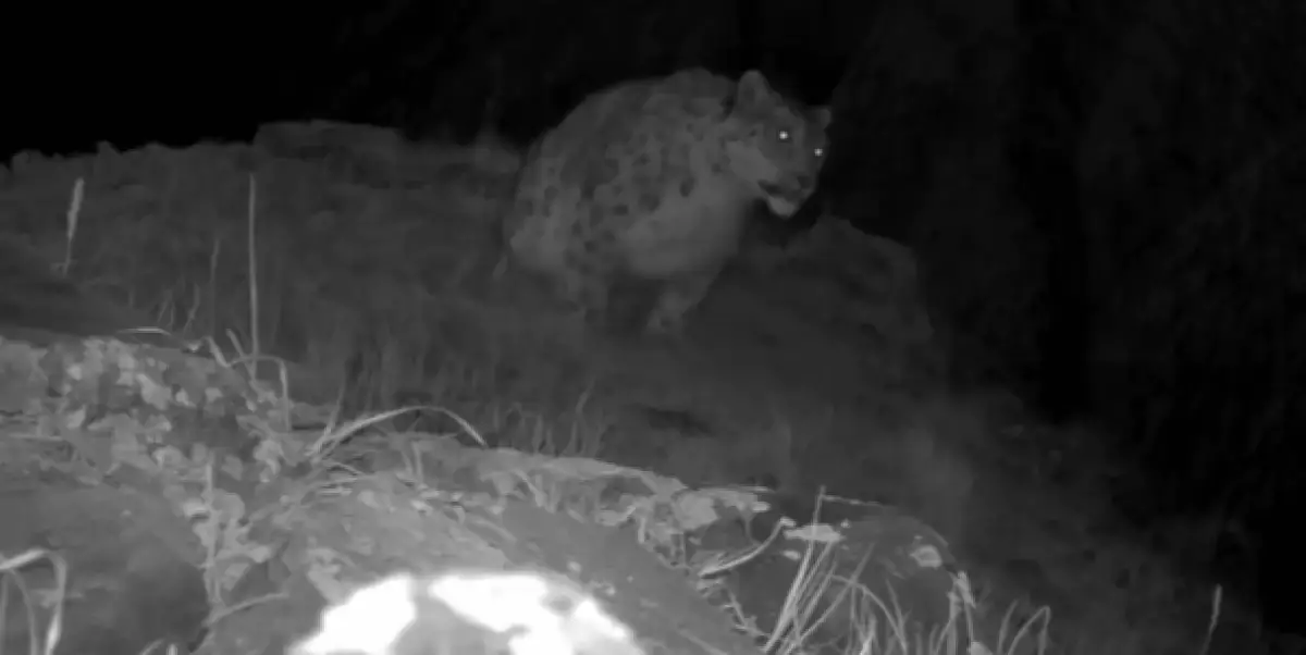 Катонқарағай сирек "қонақ" фототұзаққа түсіп қалды