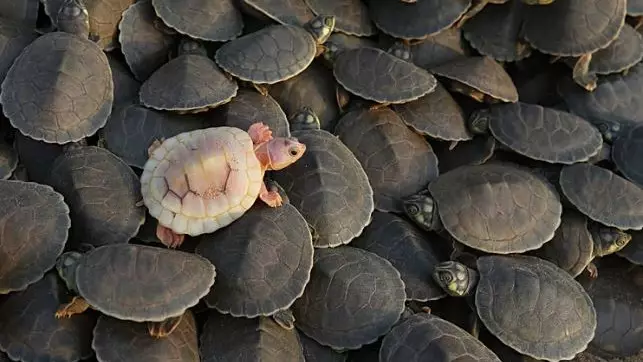 Associated Press жылдың үздік жабайы табиғат суреттерін жариялады