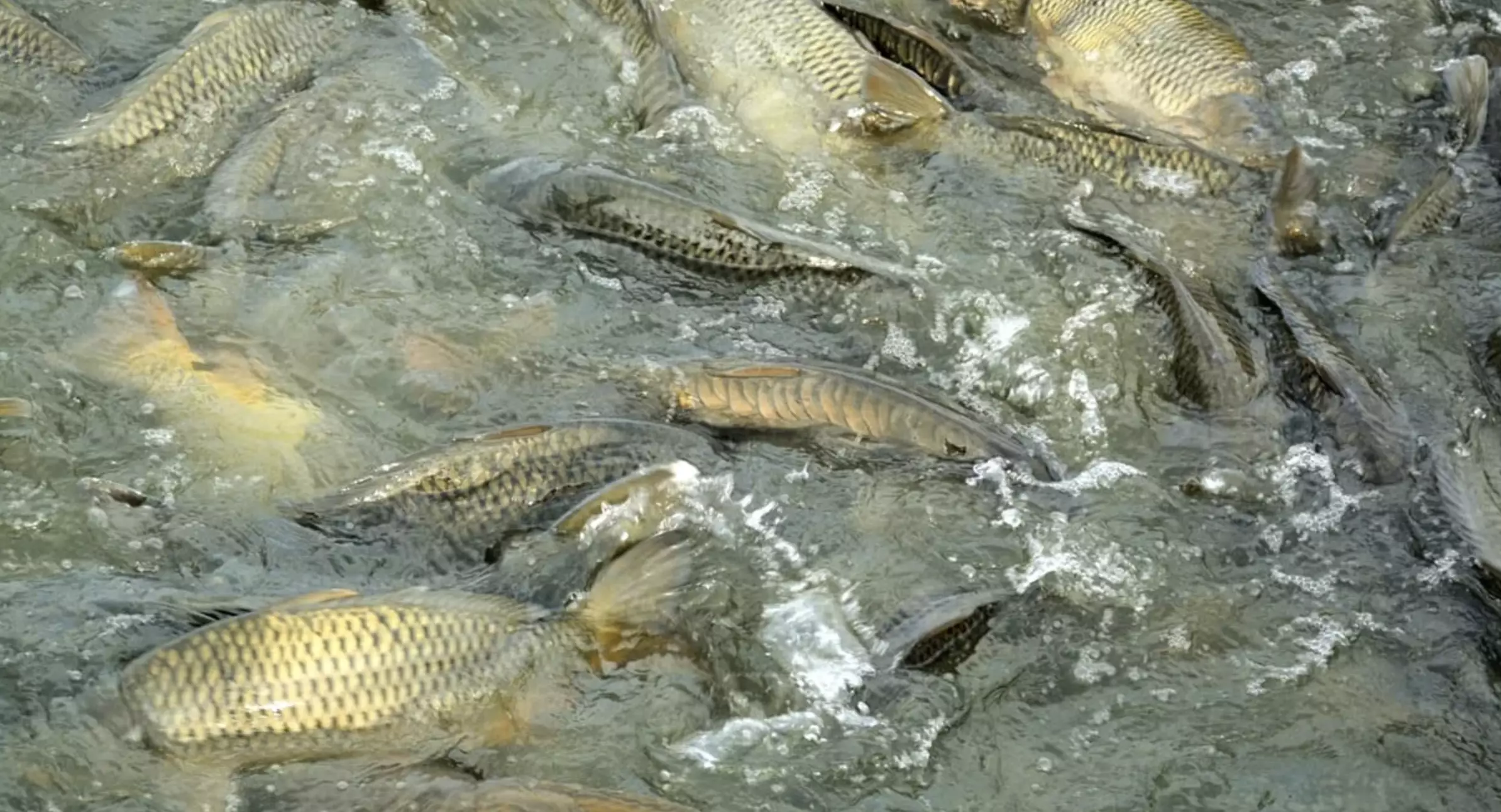 Казахстан наращивает объемы рыбоводства благодаря государственным инвестициям.