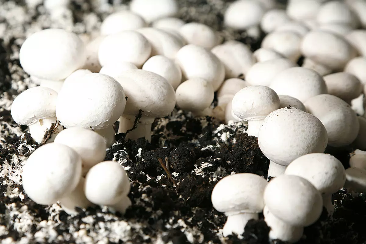 Казахстан запустил крупнейшую в стране грибную ферму.