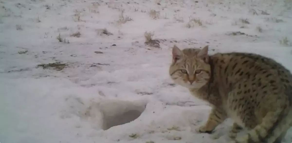 Редкого хищника зафиксировали фотоловушки в Мангистау (ВИДЕО)