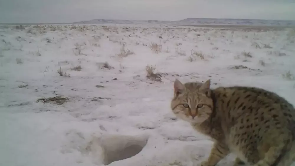 На Устюрте фотоловушки зафиксировали степную кошку