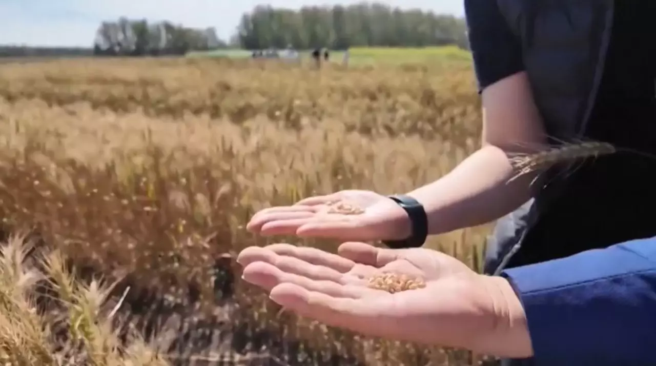 Бидайдың бағасы тоқтаусыз өсіп жатыр