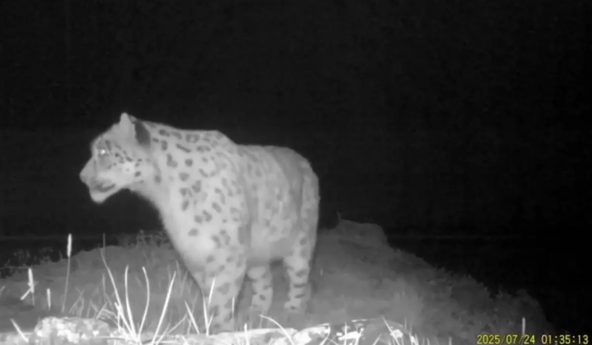 Редкий хищник попал в объектив фотоловушки в Катон-Карагае (ВИДЕО)