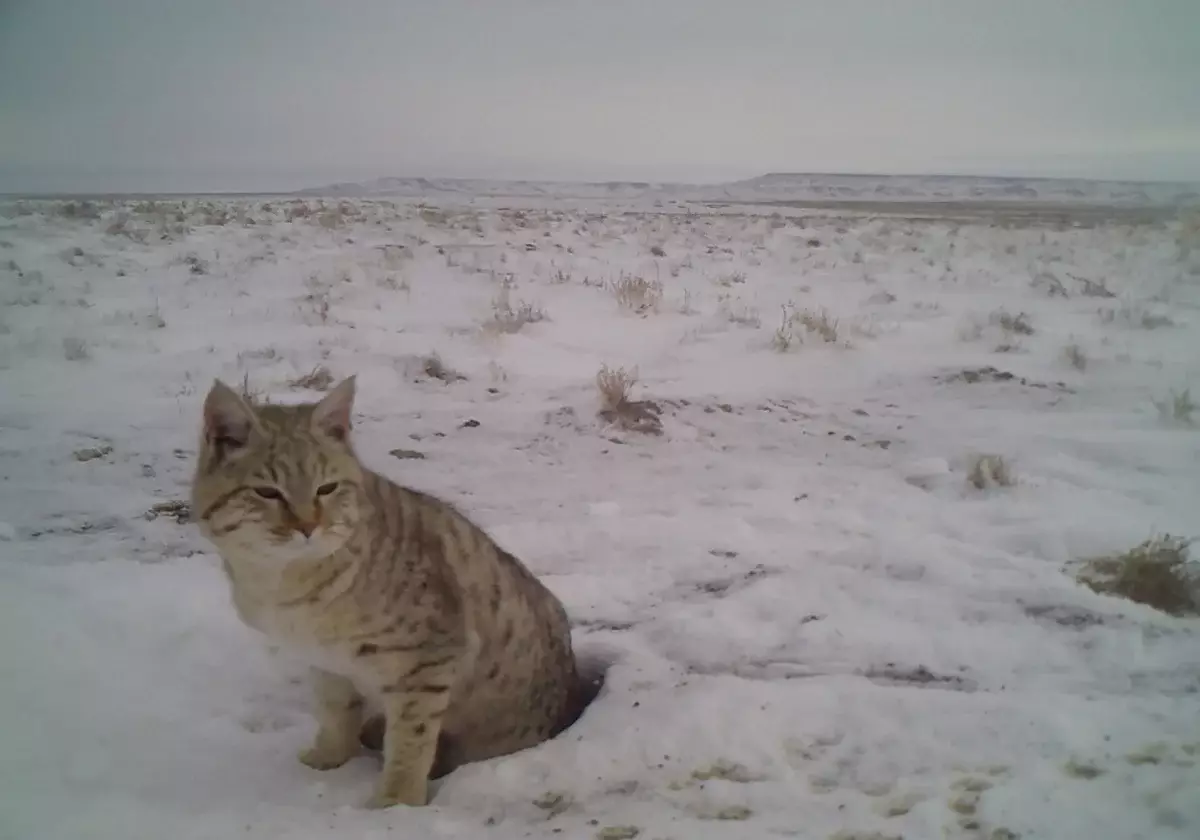 Үстіртте дала мысығы камераға түсіп қалды