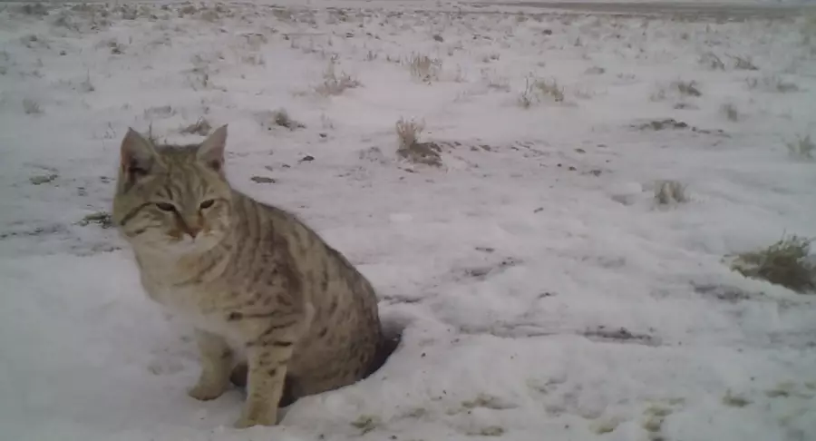 Маңғыстау облысында дала мысығы фототұзаққа ілікті