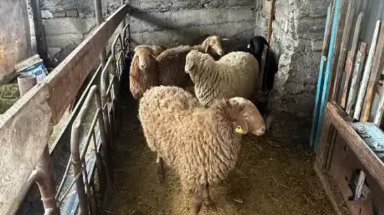 Жетісу облысында бірнеше ауылда мал ұрлаған күдіктілер қамауға алынды