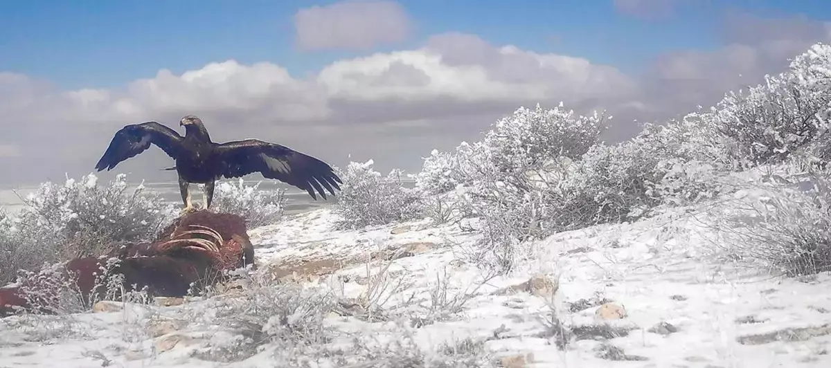Научные сотрудники поделились зимними фотографиями обитателей природного парка в Мангистау - новости на Lada.kz 25.12.2025