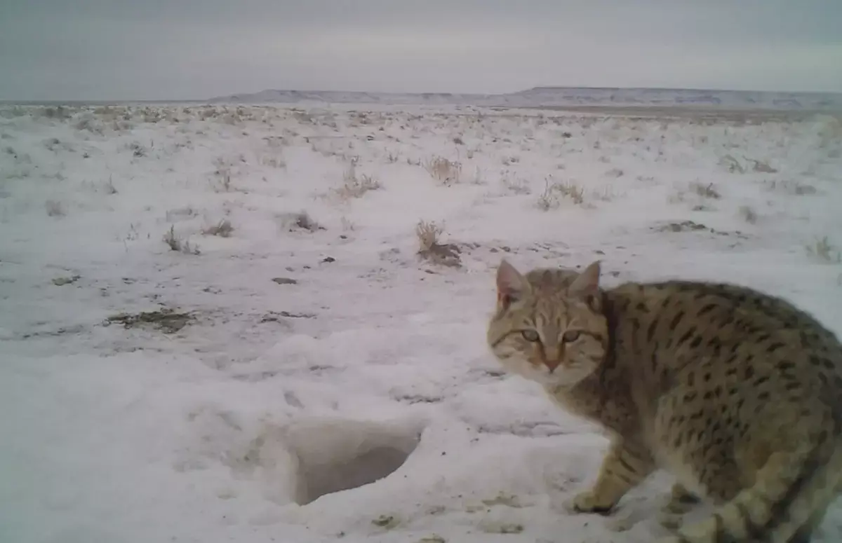 Редкую степную кошку зафиксировали фотоловушки на Устюрте - новости на Lada.kz 25.12.2025