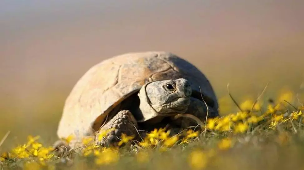 Қазақстанда ортаазиялық тасбақаны ұстауға және пайдалануға тыйым салынды