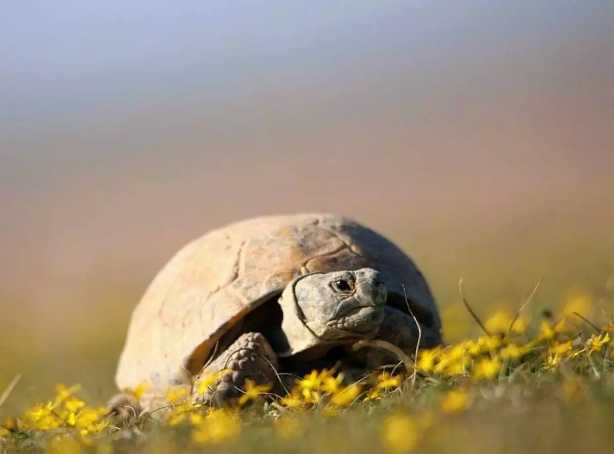 Более 11 млн штрафа грозит за использование черепахи и ее дериватов в Казахстане