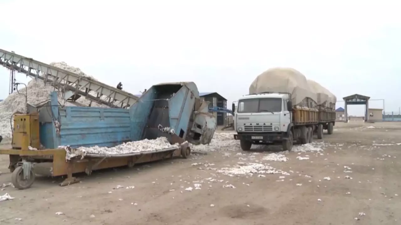 Биыл рекордтық көлемде мақта жиналды