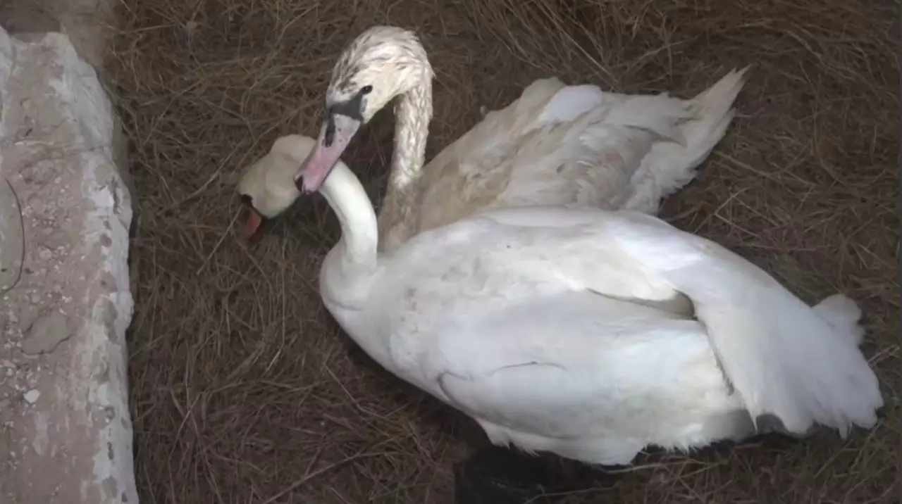 Баянауылда қос аққу зообақта қыстап шығады