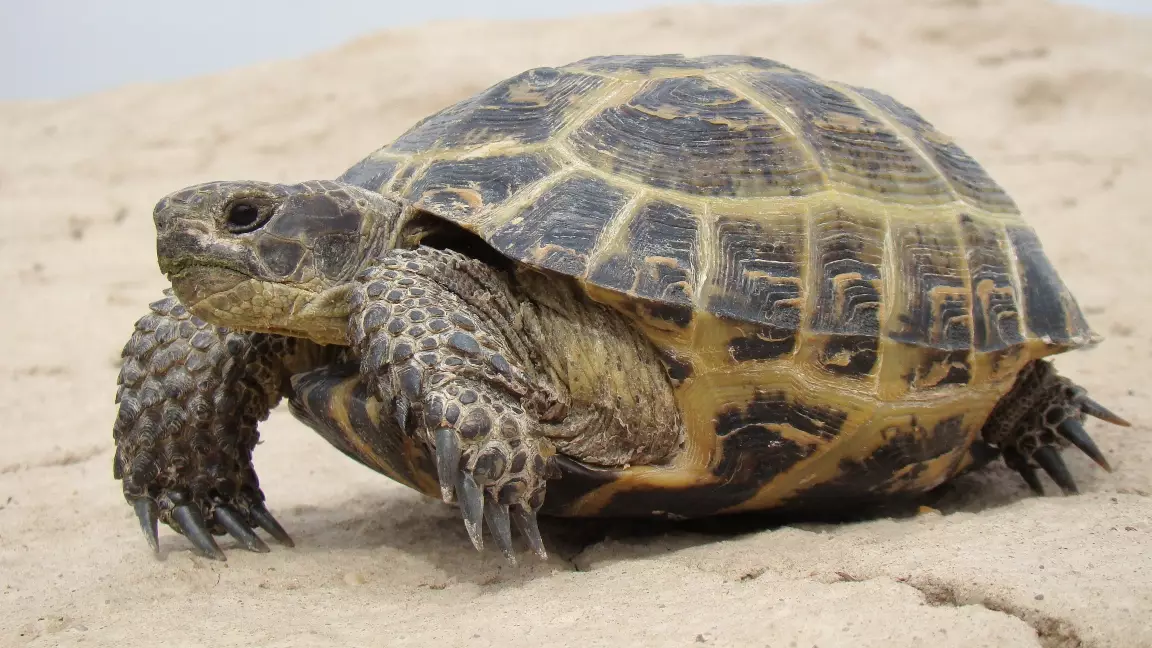 Қазақстанда 2040 жылға дейін ортаазиялық тасбақаны аулауға тыйым салынды