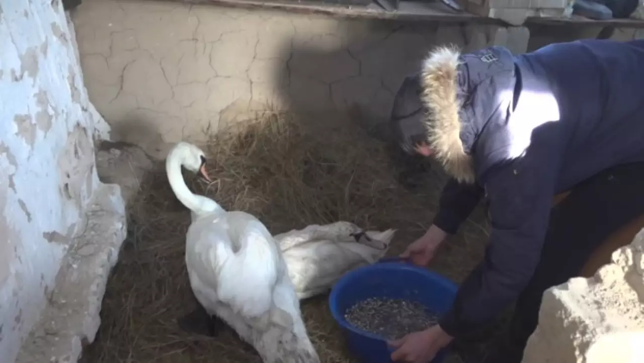 Спасенные в Баянауле лебеди под присмотром специалистов