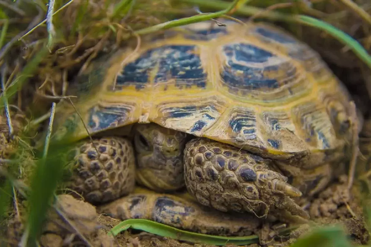Введен запрет: использование черепахи теперь грозит крупным штрафом