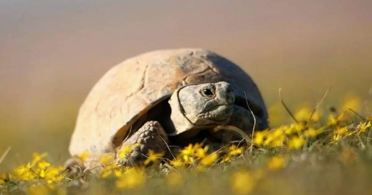  Қазақстанда дала тасбақасын ұстауға тыйым салынды 