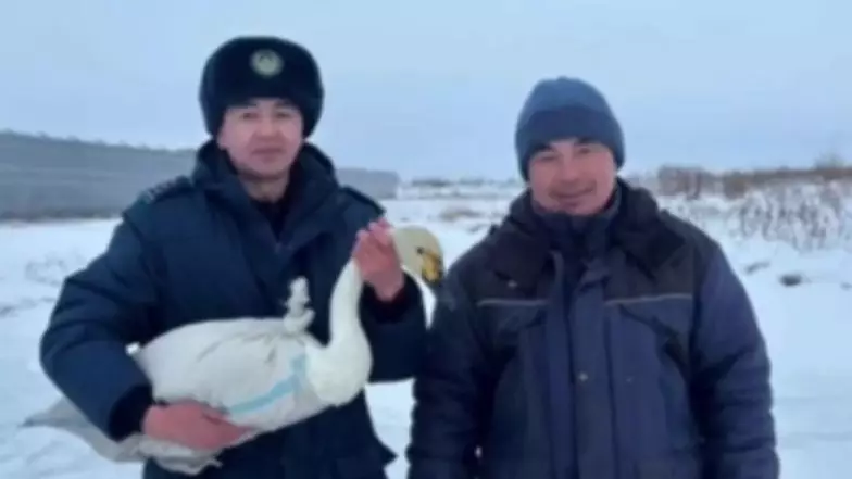 ШҚО-да ауыл тұрғыны мен полицейлер жаралы аққуды құтқарды