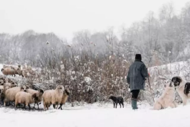 Темірғали Көпбай. Қойшының түсі (әңгіме)